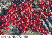 Толокня́нка альпи́йская (лат. Arctostaphylos alpina) — вид растений из рода Толокнянка, вокруг - олений мох ( лишайник ) в горах Якутии ( Оймяконский район ) Стоковое фото, фотограф Павел Просянов / Фотобанк Лори