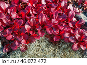 Толокня́нка альпи́йская (лат. Arctostaphylos alpina) — вид растений из рода Толокнянка, вокруг - олений мох ( лишайник ) в горах Якутии ( Оймяконский район ) Стоковое фото, фотограф Павел Просянов / Фотобанк Лори