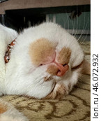 Cats face in close-up. The ginger cat is dozing on the floor, on a carpeted runner. Lying on its side. Стоковое фото, фотограф Vadzim Yakubovich / Фотобанк Лори