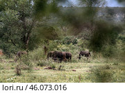 A herd of blue wildebeest graze in the forest of Kruger National Park (2023 год). Стоковое фото, фотограф Екатерина Якименко / Фотобанк Лори