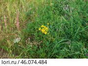 Якобея обыкновенная, лат. Jacobaea vulgaris, травянистое растение, семейства Астровые, ядовитое растение, опасное для домашних животных., Тульская область, Россия. Стоковое фото, фотограф Андрей Цыганков / Фотобанк Лори