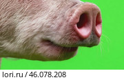 Sniffing the pig's nose isolated on a green screen. Funny pink piglet snout on green background. Farm animals on chroma key backdrop. Character animation. Farming or agriculture. 4K video. Boar piglet. Стоковое AI-видео, аниматор Марина Демидюк / Фотобанк Лори