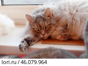 Пушистая кошка на подоконнике. Стоковое фото, фотограф Лариса Веселова / Фотобанк Лори