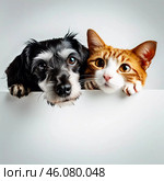 A friendly black and white dog and an orange tabby cat curiously peek over a white surface, showcasing their playful expressions in a bright indoor environment. Playful dog and cat. Generative AI. Стоковое AI-изображение, AI-художник Юлия Петровская / Фотобанк Лори