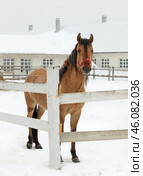 Heavy draft horse walks in a snowy paddock on a winter day. Упряжная лошадь гуляет в заснеженной леваде на ферме зимним днем. Стоковое фото, фотограф Михаил Кондрашов / Фотобанк Лори