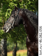 Friesian black horse with long mane in autumn background. Вороной конь фризской породы с длинной черной гривой на фоне зеленой листвы осенью. Стоковое фото, фотограф Михаил Кондрашов / Фотобанк Лори