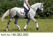 Portrait of gray dressage horse trotting on sports platz. Портрет серой в яблоках спортивной выездковой лошади, бегущей рысью по плацу. Стоковое фото, фотограф Михаил Кондрашов / Фотобанк Лори