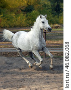 Beautiful white arabian horse runs gallop across paddock to autumn farm. Белый арабский конь скачет через паддок на осенней ферме. Стоковое фото, фотограф Михаил Кондрашов / Фотобанк Лори