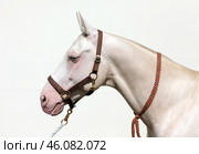 Blue-eyed Cremello akhal-teke horse on light background. Жеребец Ахалтекинской породы с голубыми глазами редкой изабелловой масти, портрет на светлом фоне. Стоковое фото, фотограф Михаил Кондрашов / Фотобанк Лори