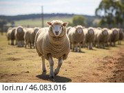 Merino sheep ram leading its flock in australian farm. Стоковое AI-изображение, AI-художник Иван Рябоконь / Фотобанк Лори