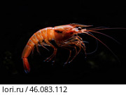 Deep sea shrimp swimming in dark water with long antennae. Стоковое AI-изображение, AI-художник Иван Рябоконь / Фотобанк Лори