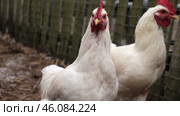 Rooster and white chickens in a homestead foraging feed at Backyard Coop. Brown hen wandering in a farmyard. Breeding livestock animals in agribusiness for free range organic egg and poultry industry. Стоковое видео, видеограф Марина Демидюк / Фотобанк Лори