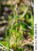 Западная Сибирь, цветущий хвощ полевой (Equisetum arvense) весной. Western Siberia, blooming field horsetail (Equisetum arvense) in spring. Стоковое фото, фотограф Евгений Романов / Фотобанк Лори