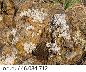 Южный Урал, листоватые и кустистые лишайники на камнях. Southern Urals, leaf-like and multiple-branched lichens on rocks. Стоковое фото, фотограф Евгений Романов / Фотобанк Лори