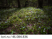 Лесная поляна с цветами. Стоковое фото, фотограф DamienTn / Фотобанк Лори