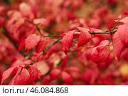 Багряные листья бересклета крылатого (Euonymus alatus) осенью. Purple leaves of the burning bush (Euonymus alatus) in autumn. Стоковое фото, фотограф Евгений Романов / Фотобанк Лори