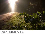 Солнечный свет на лесной дороге. Стоковое фото, фотограф DamienTn / Фотобанк Лори
