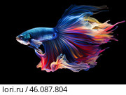 Colorful betta fish flaunting its majestic fins on a black background. Стоковое AI-изображение, AI-художник Иван Рябоконь / Фотобанк Лори