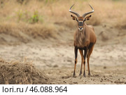 Sable antelope standing on a river bank in africa. Стоковое AI-изображение, AI-художник Иван Рябоконь / Фотобанк Лори