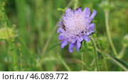 Field scabious, macro, shallow depth of field. Стоковое видео, видеограф Татьяна Лобанова / Фотобанк Лори