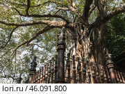 An old tree grows at the Gangaramaya Temple garden. Colombo, Sri Lanka (2021 год). Стоковое фото, фотограф EugeneSergeev / Фотобанк Лори