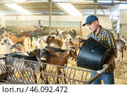 Man pouring dry food from bucket into goat feeder. Стоковое фото, фотограф Яков Филимонов / Фотобанк Лори