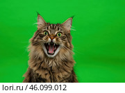 Tabby cat on green screen isolated with chromakey, real shot. Close-up portrait of angry cat hissing and raising up two paws on the green screen. Feline with open mouth, muzzle close up. Says meow. Стоковое AI-изображение, AI-художник Марина Демидюк / Фотобанк Лори