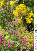 summer flowers background. Стоковое фото, фотограф Татьяна Васильева / Фотобанк Лори