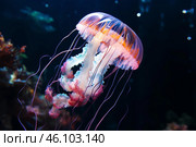 Colorful jellyfish swimming in dark ocean water with long tentacles. Стоковое AI-изображение, AI-художник Иван Рябоконь / Фотобанк Лори