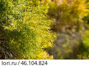 Close-up of Melaleuca linariifolia plant. Стоковое фото, фотограф Яков Филимонов / Фотобанк Лори