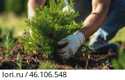 Gardener planting thuja young tree in the garden. Стоковое AI-видео, аниматор Ирина Старикова / Фотобанк Лори