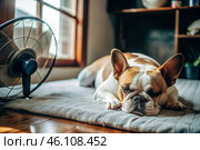 The dog is suffering from the heat. A tired bulldog puppy sleeps in front of the fans in the bedroom on a very hot summer day. Стоковое AI-изображение, AI-художник Photojuli / Фотобанк Лори
