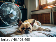 The dog is suffering from the heat. A tired bulldog puppy sleeps in front of the fans in the bedroom on a very hot summer day. Стоковое AI-изображение, AI-художник Photojuli / Фотобанк Лори