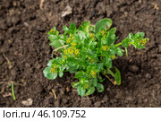 Common winter cress yellow flowers. Стоковое фото, фотограф Ольга Сейфутдинова / Фотобанк Лори
