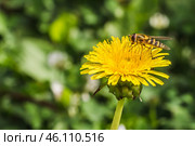 An orange bee with pollen pollinates yellow dandelion flower. Стоковое фото, фотограф Татьяна Куклина / Фотобанк Лори