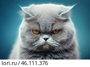 Grumpy gray cat staring with intense orange eyes on blue background. Стоковое AI-изображение, AI-художник Иван Рябоконь / Фотобанк Лори