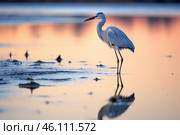 Graceful egret standing in tranquil wetlands at sunset. Стоковое AI-изображение, AI-художник Иван Рябоконь / Фотобанк Лори