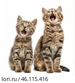 Two kittens meowing with open mouths on white background. Стоковое AI-изображение, AI-художник Иван Рябоконь / Фотобанк Лори