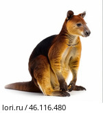 Goodfellow's tree kangaroo sitting on white background. Стоковое AI-изображение, AI-художник Иван Рябоконь / Фотобанк Лори