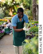 African american gardener inspects Chlorophytum in the pots. Стоковое фото, фотограф Яков Филимонов / Фотобанк Лори