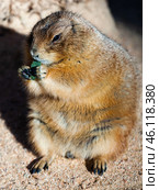 Black tailed prairie dog eating grass (Cynomys ludovicianus) Стоковое фото, фотограф Яков Филимонов / Фотобанк Лори