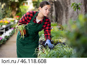 Young girl floriculturist checking potted Chlorophytum comosum in greenhouse. Стоковое фото, фотограф Яков Филимонов / Фотобанк Лори