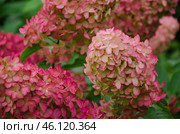 Hydrangea paniculata blooms beautifully in the garden, ornamental shrub for outdoor design. Стоковое фото, фотограф Елена Гломаздо / Фотобанк Лори