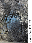 Serene winter scene with frost-covered branches creating a magical white wonderland, snow blankets the ground beneath dormant trees. Стоковое фото, фотограф Владимир Ендовицкий / Фотобанк Лори