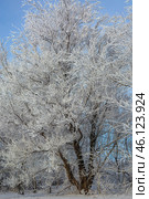Serene winter scene with frost-covered branches creating a magical white wonderland, snow blankets the ground beneath dormant trees. Стоковое фото, фотограф Владимир Ендовицкий / Фотобанк Лори