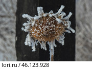 Serene winter scene with frost-covered branches creating a magical white wonderland, snow blankets the ground beneath dormant trees. Стоковое фото, фотограф Владимир Ендовицкий / Фотобанк Лори