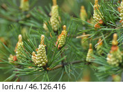 Young male cones of the Scots pine. Стоковое фото, фотограф Володина Ольга / Фотобанк Лори