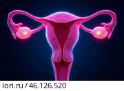 Female reproductive system, 3D illustration. Female reproductive system with uterus and ovaries. Стоковое AI-изображение, AI-художник Васильева Юлия / Фотобанк Лори