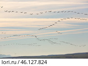 Cranes birds (Grullas) flying in group close to fields in Gallocanta. Стоковое фото, фотограф Яков Филимонов / Фотобанк Лори