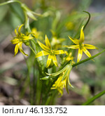 Гусиный лук желтый или Гагея желтая (лат. Gagea lutea) Стоковое фото, фотограф Елена Коромыслова / Фотобанк Лори